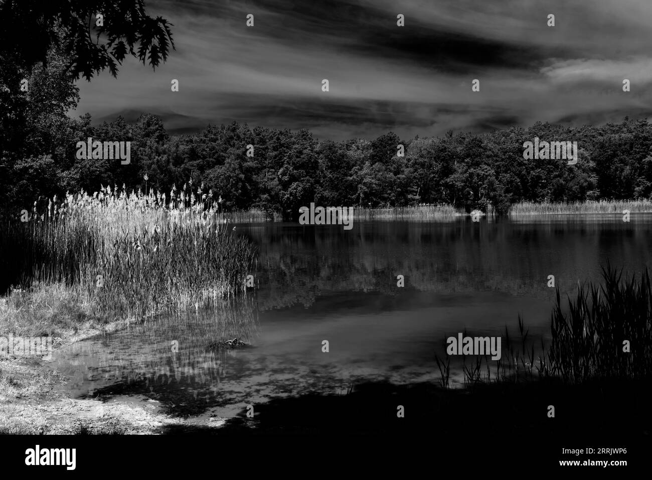 Le petit lac Holbecker dans le Brandebourg en Allemagne, les roseaux poussent sur la rive du lac, noir et blanc Banque D'Images