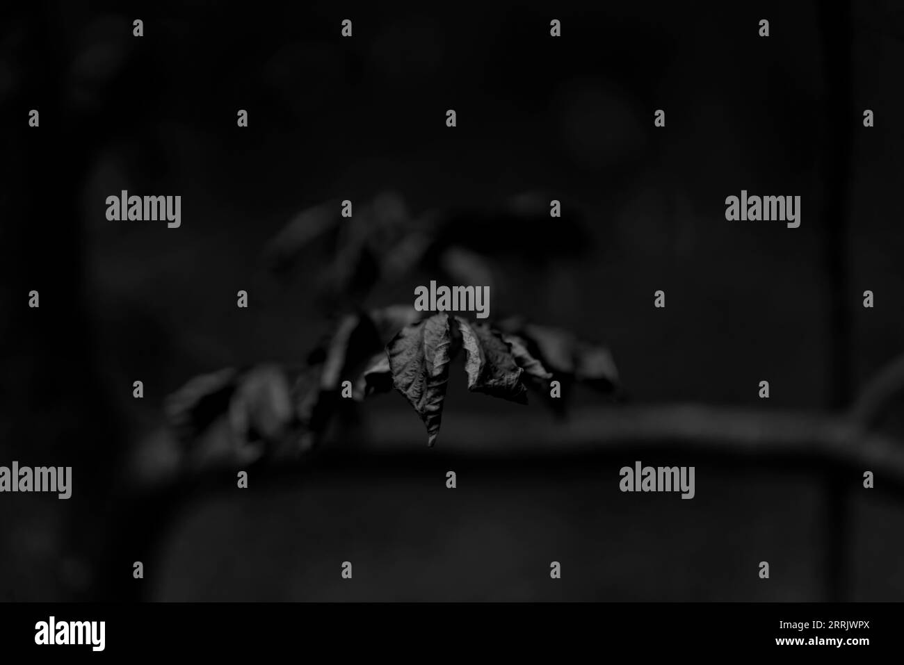 feuilles sur un jeune hêtre, faible profondeur de champ, netteté sélective, bokeh flou, noir et blanc Banque D'Images