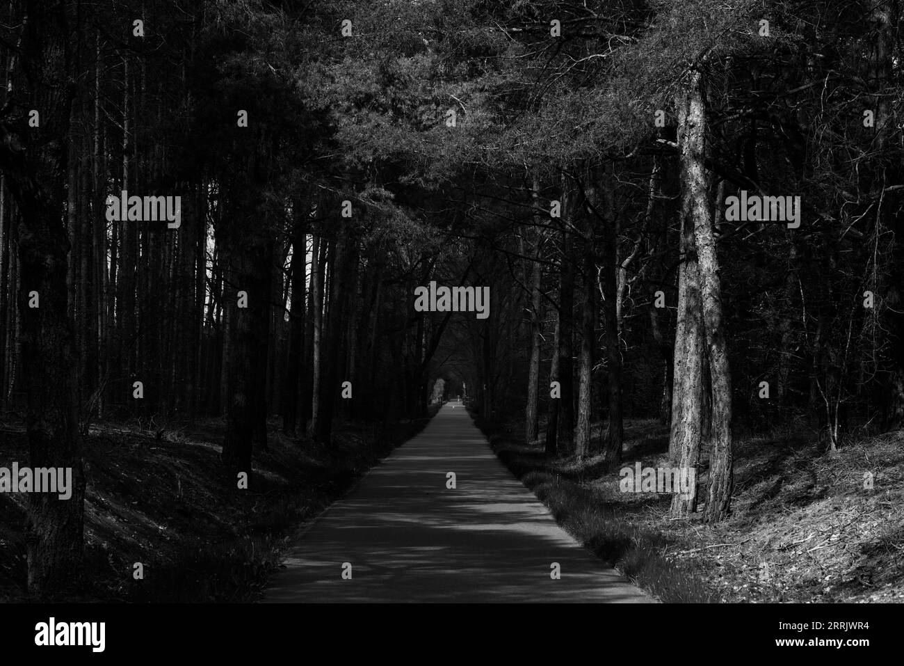Piste cyclable sombre dans la forêt, noir et blanc Banque D'Images