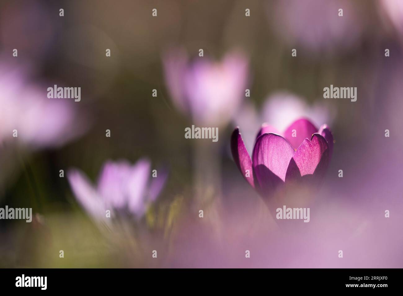 Photo nature, crocus en fleurs, bokeh Banque D'Images