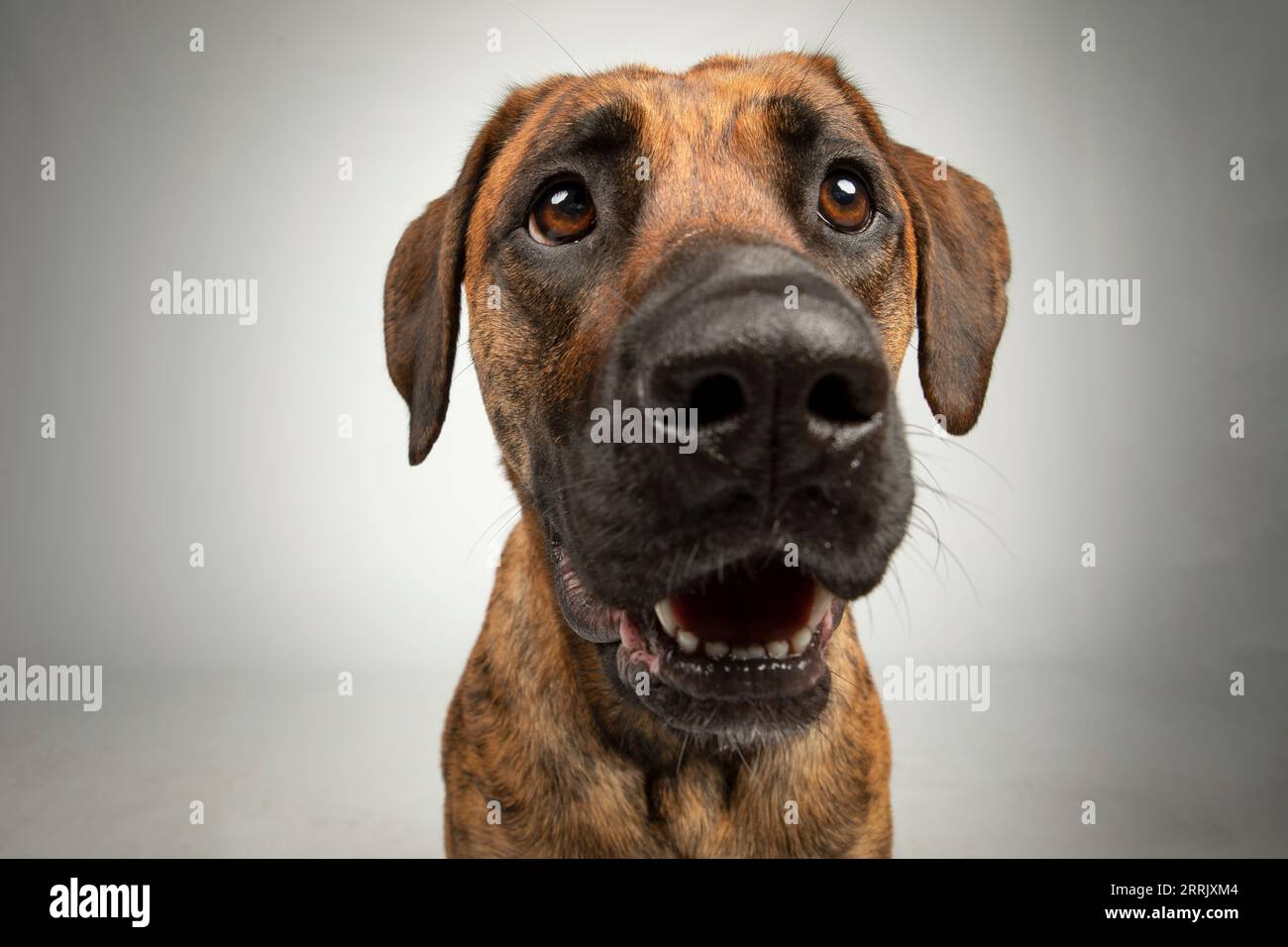 Chiens de bien-être animal en studio Banque D'Images