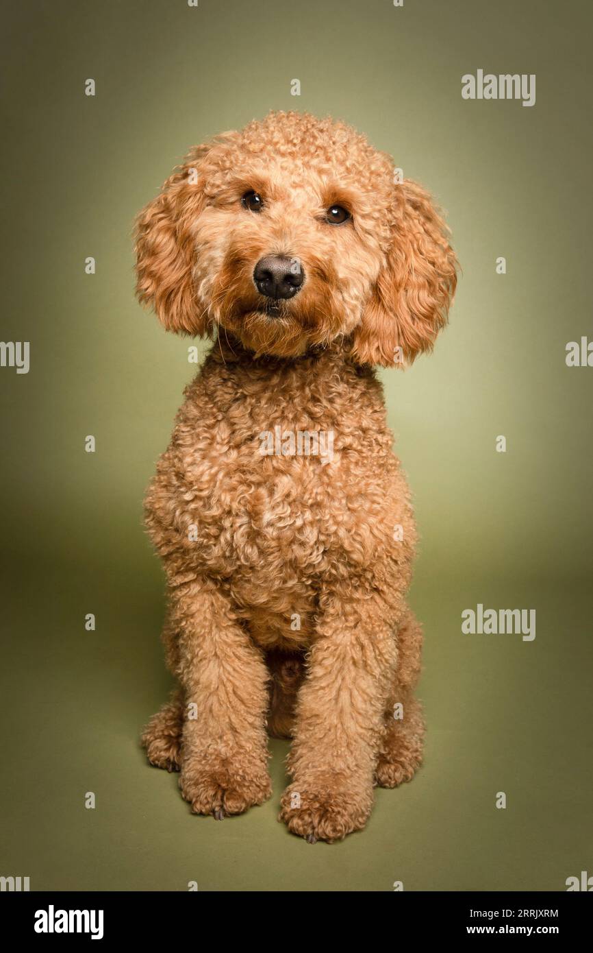 Poodle mix dans le studio photo Banque D'Images