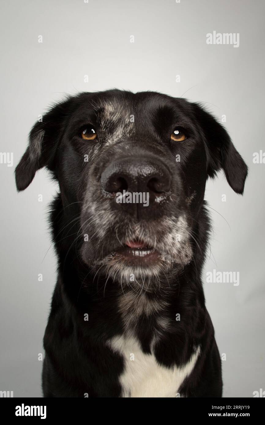 Chiens de bien-être animal en studio Banque D'Images