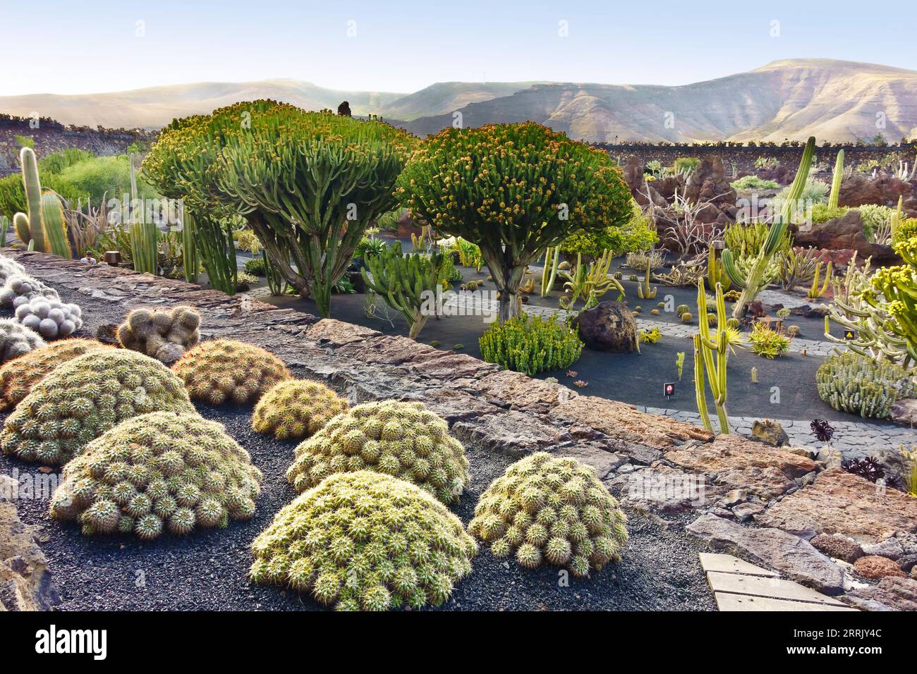 Guatiza, Lanzarote, Canaries, Espagne - 20 mars 2023 : le célèbre jardin de cactus conçu par Cesar Manrique en 1991, avec 2 grands candélabres. Banque D'Images