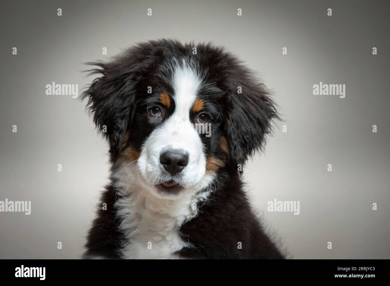Chiot laitier de montagne bernois dans le studio photo Banque D'Images
