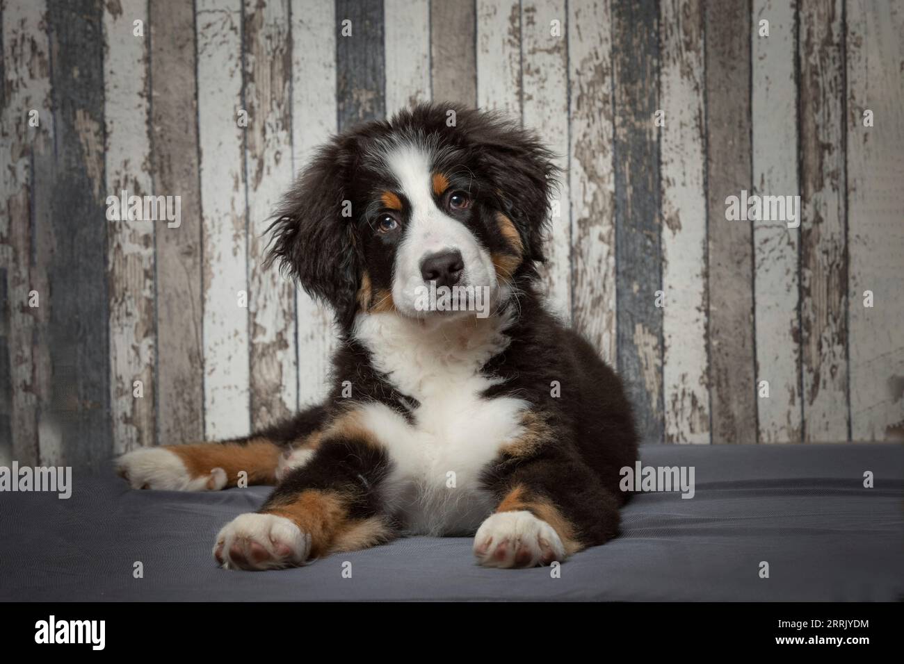 Chiot laitier de montagne bernois dans le studio photo Banque D'Images