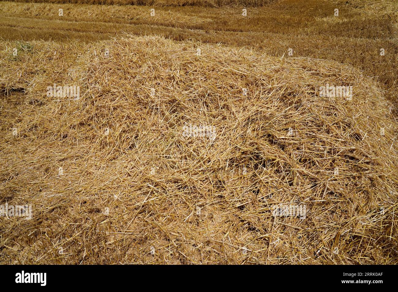 Allemagne, Bavière, haute-Bavière, Altötting, agriculture, champ d'orge, récolté, tas de paille, paille d'orge Banque D'Images