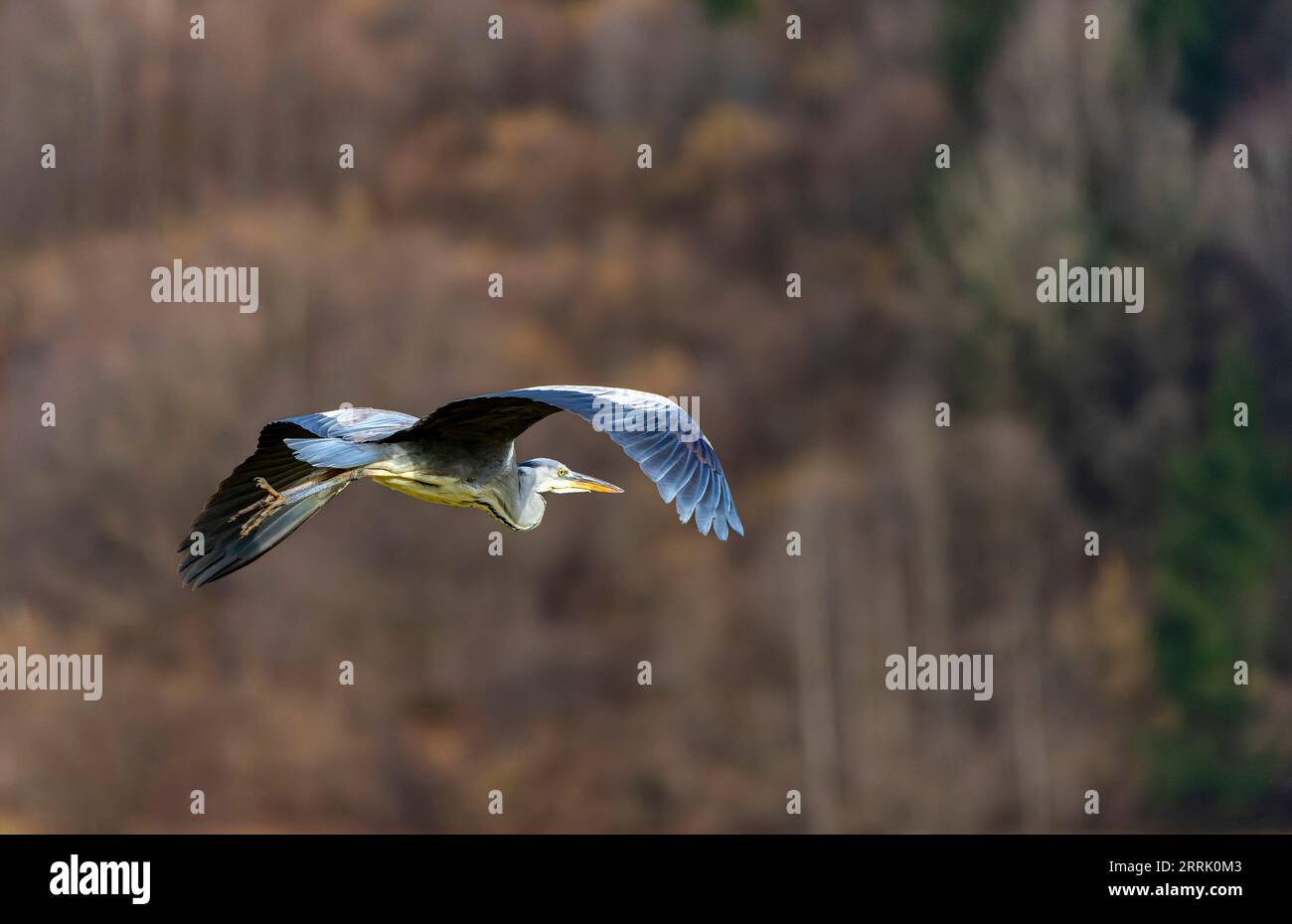 Le héron gris (Ardea cinerea), également appelé héron, est une espèce d'oiseau de l'ordre des Pelecaniformes, Sonthofen, Allemagne Banque D'Images