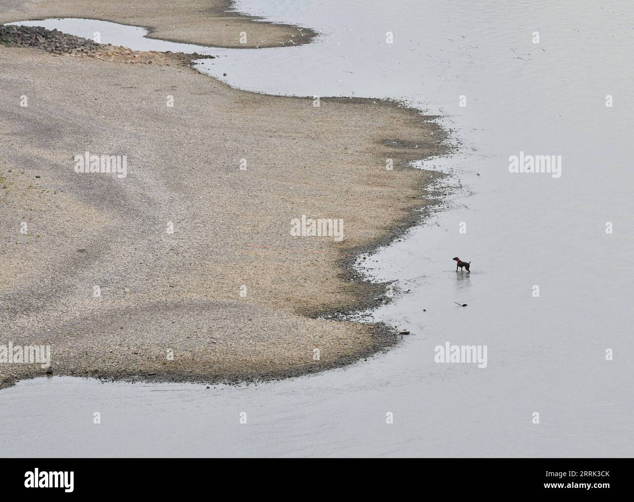 220818 -- BERLIN, le 18 août 2022 -- Un chien se tient debout sur le Rhin à Dusseldorf, Allemagne, le 17 août 2022. Le niveau de l'eau du Rhin a baissé en raison de la température élevée et de la sécheresse. ALLEMAGNE-RHIN-NIVEAU D'EAU RenxPengfei PUBLICATIONxNOTxINxCHN Banque D'Images
