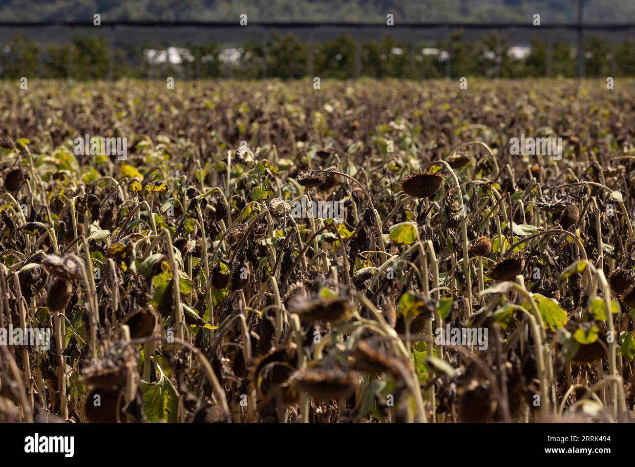 220818 -- NOVA GORICA, 18 août 2022 -- des tournesols flétris sont observés à Karst, Nova Gorica, Slovénie, le 16 août 2022. La Slovénie a été confrontée à une sécheresse persistante, en particulier dans la vallée de Vipava et la région du Karst. Photo de /Xinhua SLOVÉNIE-NOVA GORICA-SÉCHERESSE ZeljkoxStevanic PUBLICATIONxNOTxINxCHN Banque D'Images