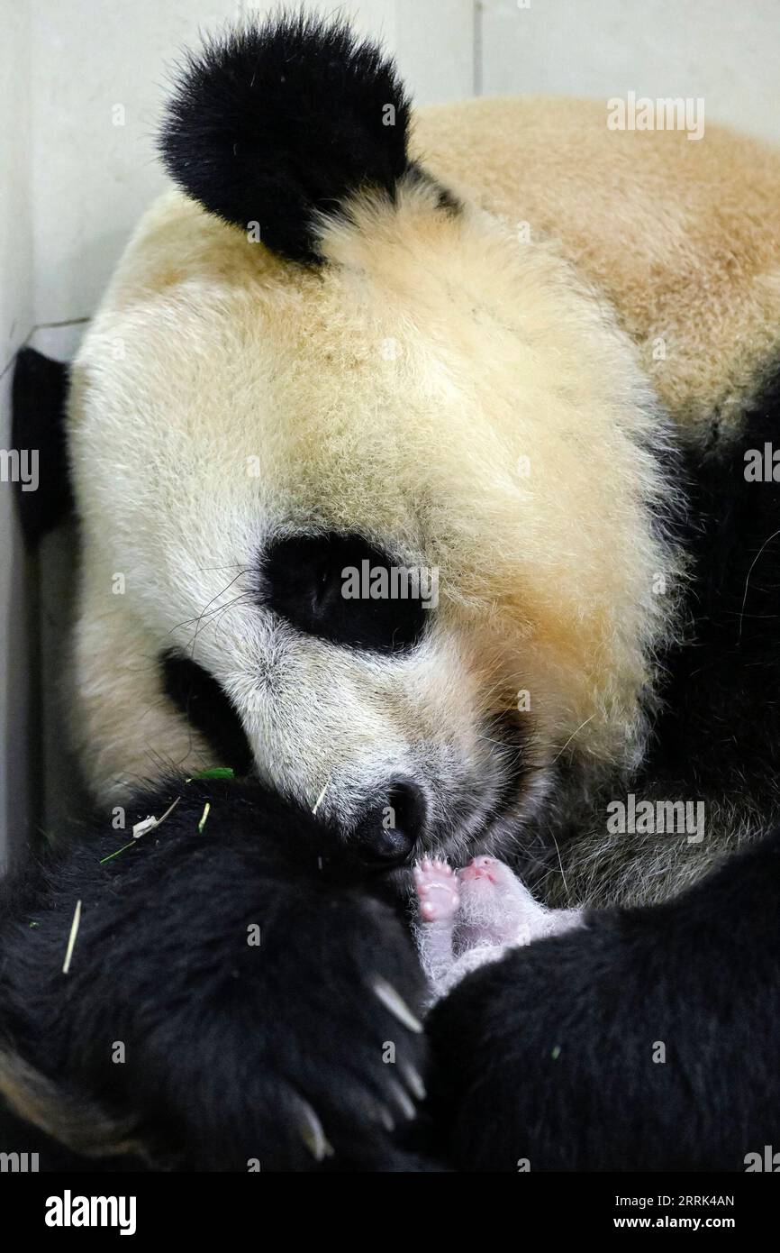 220817 -- WOLONG, 17 août 2022 -- une photo prise le 15 août 2022 montre le panda géant Cuicui et son petit à la base de Shenshuping du Centre chinois de conservation et de recherche pour le panda géant dans la Réserve naturelle nationale de Wolong, dans la province du Sichuan du sud-ouest de la Chine. Un petit panda géant femelle pesant 270,4 grammes est devenu le nouveau-né panda captif le plus lourd au monde jamais enregistré, a déclaré mercredi le centre de recherche sur le panda. Cuicui, un panda de 16 ans, a donné naissance à l'ourson à la base de panda Wolong Shenshuping à 9:39 heures le 5 août, battant le précédent record de poids à la naissance de 249 grammes détenu par un panda né en 2 Banque D'Images
