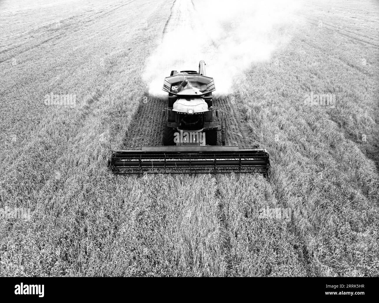 Récolteuse de grains au travail. La moissonneuse-batteuse avec broyeur de paille fonctionne dans le champ de blé. La récolte du blé au ralenti vidéo. Vue de face d'un Banque D'Images