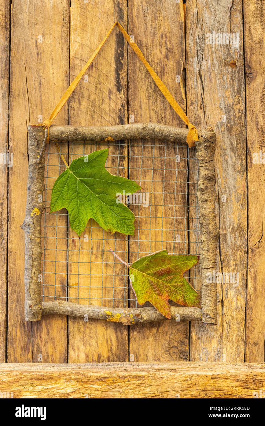 Cadre décoratif en bois fait de branches sur fond en bois avec des feuilles d'une hortensia feuille de chêne, idée de décoration, idée cadeau, décoration de la nature Banque D'Images