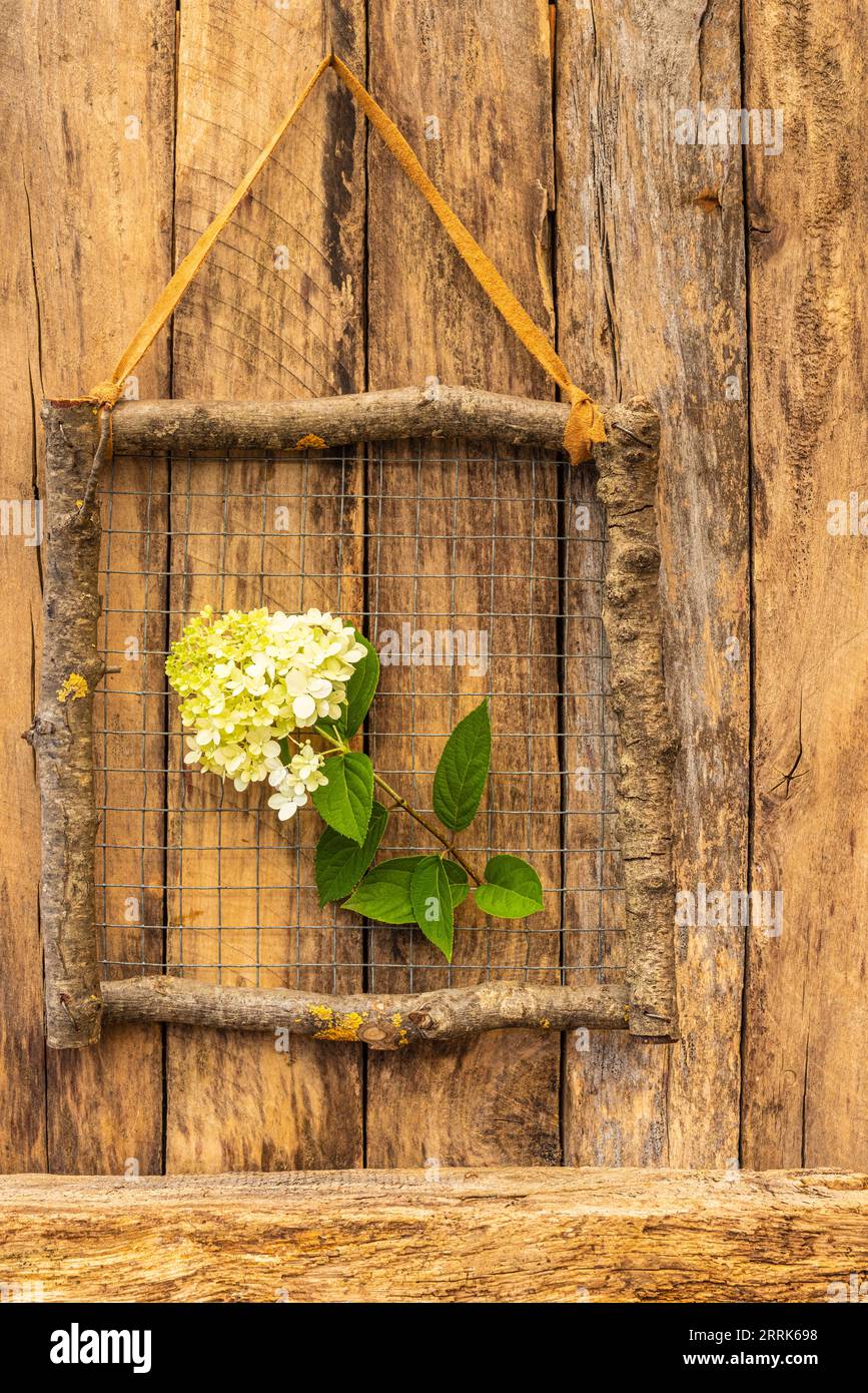 Cadre décoratif en bois fait de branches sur fond en bois avec fleur d'hortensia, idée de décoration, idée de cadeau, décoration de nature Banque D'Images