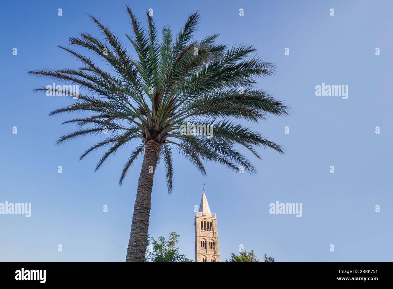 Europe, Croatie, comté de Primorje-Gorski Kotar, île de Rab, vue sur les clochers de la cathédrale de l'Assomption de la Bienheureuse Vierge Marie et un palmier dans la vieille ville de Rab Banque D'Images