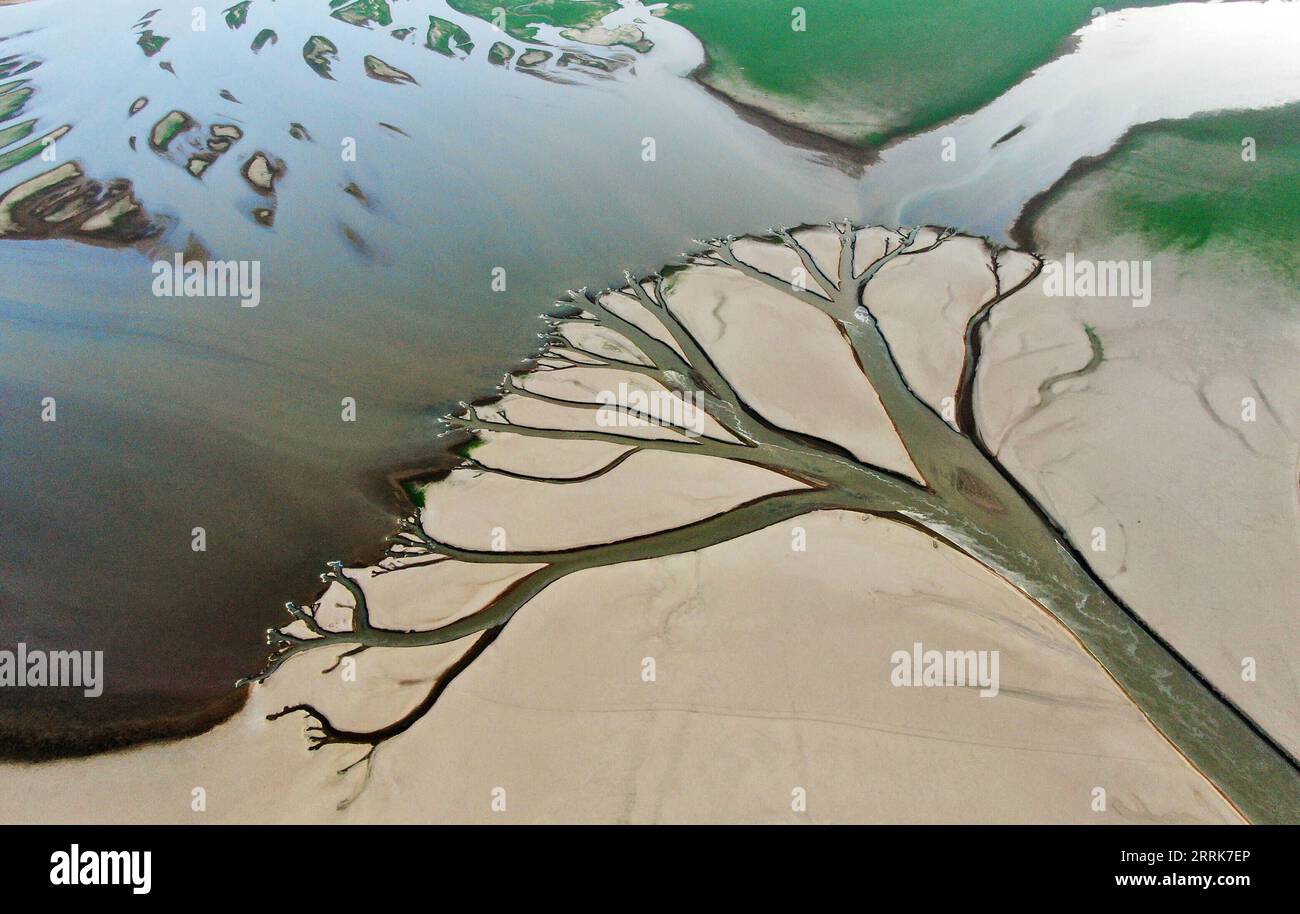 220823 -- NANCHANG, 23 août 2022 -- une photo aérienne prise le 22 août 2022 montre la plate-forme de marée présentant un paysage d'un arbre dans la section Jinxian du lac Poyang dans la province de Jiangxi dans l'est de la Chine. CHINE-JIANGXI-POYANG LAKE CN WanxXiang PUBLICATIONxNOTxINxCHN Banque D'Images