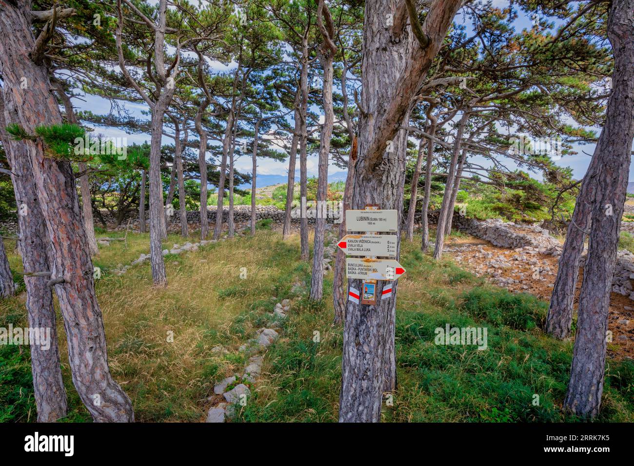 Croatie, comté de Primorje-Gorski Kotar, île de Krk, Baska, petit bosquet de pins maritimes sur les hauteurs du mont Labinin le long du chemin vers la plage de Vela Luka Banque D'Images