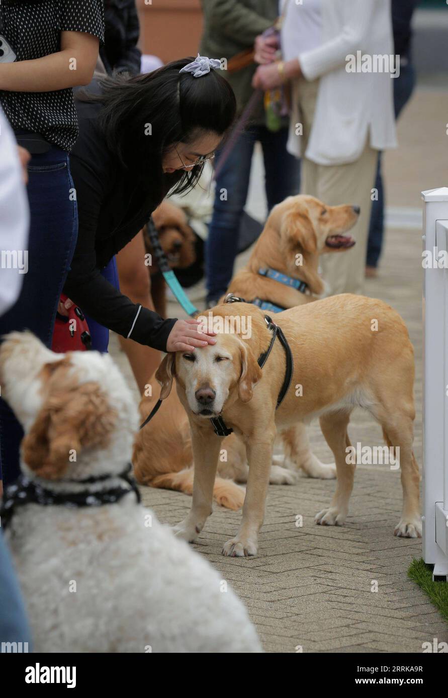 220827 -- VANCOUVER, le 27 août 2022 -- Une femme tapote un chien lors d'un événement célébrant la Journée internationale du chien à Vancouver, Colombie-Britannique, Canada, le 26 août 2022. Photo de /Xinhua CANADA-VANCOUVER-JOURNÉE INTERNATIONALE DES CHIENS LiangxSen PUBLICATIONxNOTxINxCHN Banque D'Images