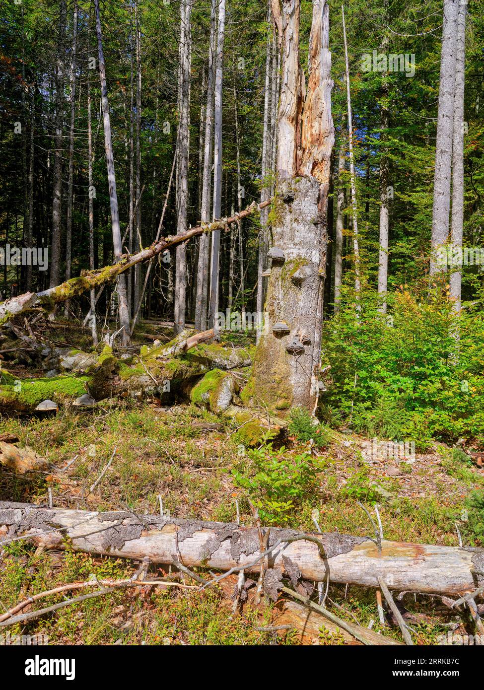 Forêt de montagne avec bois mort dans l'Isarwinkel, Jachenau, Banque D'Images