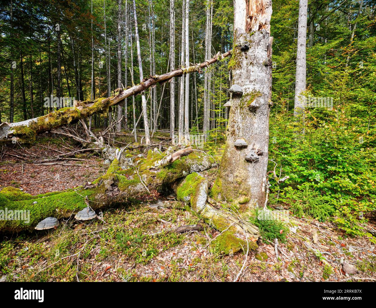 Forêt de montagne avec bois mort dans l'Isarwinkel, Jachenau, Banque D'Images