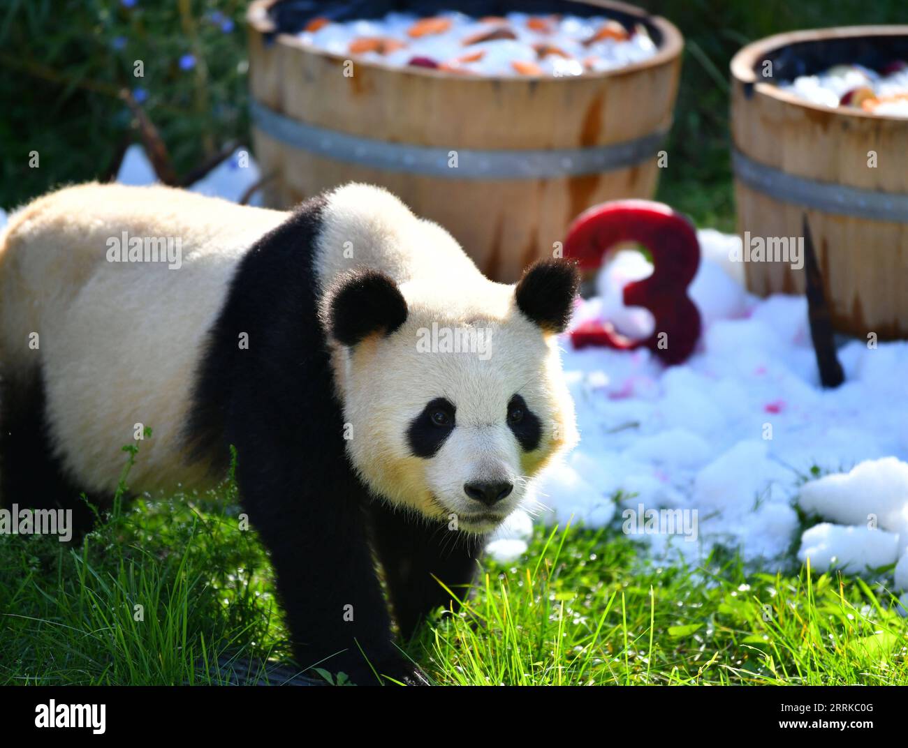 220901 -- BERLIN, 1 septembre 2022 -- le panda géant Meng Yuan est vu à côté du gâteau d'anniversaire au zoo de Berlin à Berlin, capitale de l'Allemagne, le 31 août 2022. Une paire de pandas géants a fêté mercredi leur troisième anniversaire au zoo de Berlin. Ce sont les premiers ours blancs et noirs nés dans le pays. ALLEMAGNE-BERLIN-GÉANT PANDA JUMEAUX-TROISIÈME ANNIVERSAIRE RENXPENGFEI PUBLICATIONXNOTXINXCHN Banque D'Images