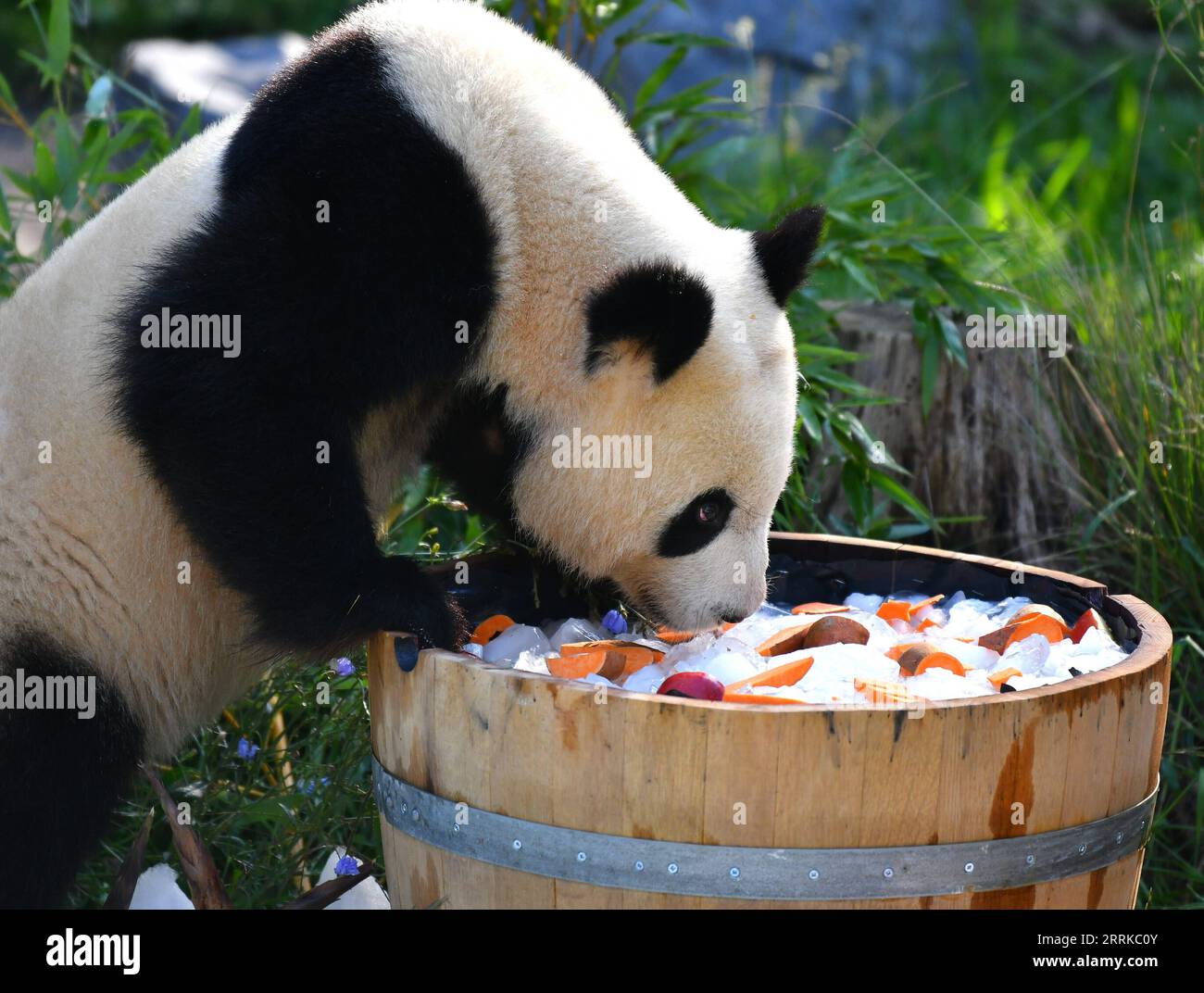 220901 -- BERLIN, 1 septembre 2022 -- le panda géant Meng Yuan profite d'un gâteau d'anniversaire au zoo de Berlin à Berlin, capitale de l'Allemagne, le 31 août 2022. Une paire de pandas géants a fêté mercredi leur troisième anniversaire au zoo de Berlin. Ce sont les premiers ours blancs et noirs nés dans le pays. ALLEMAGNE-BERLIN-GÉANT PANDA JUMEAUX-TROISIÈME ANNIVERSAIRE RENXPENGFEI PUBLICATIONXNOTXINXCHN Banque D'Images