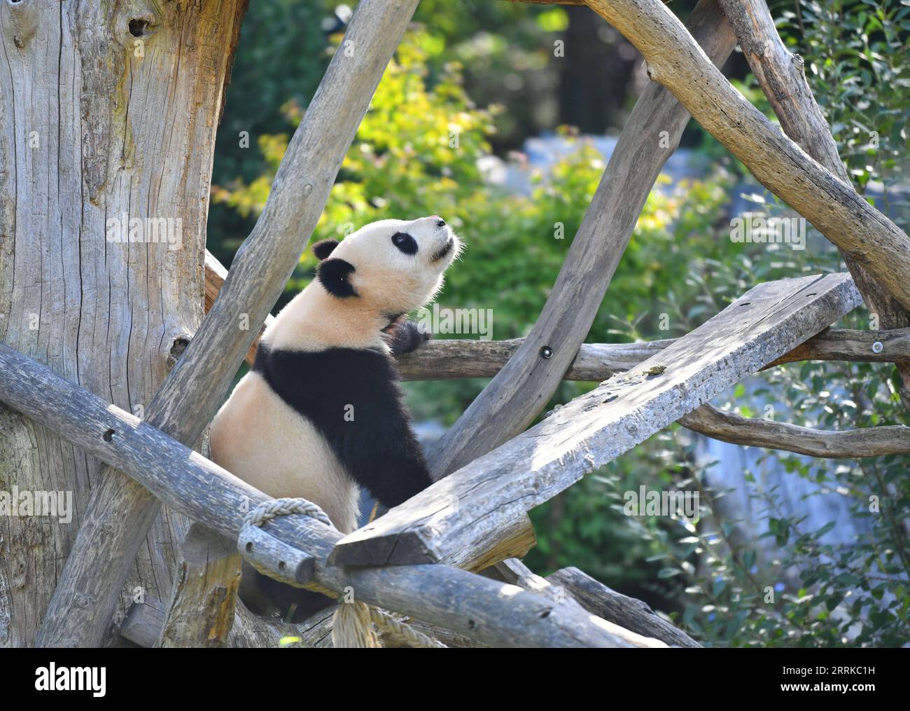 220901 -- BERLIN, 1 septembre 2022 -- le panda géant Meng Yuan est vu au zoo de Berlin à Berlin, capitale de l'Allemagne, le 31 août 2022. Une paire de pandas géants a fêté mercredi leur troisième anniversaire au zoo de Berlin. Ce sont les premiers ours blancs et noirs nés dans le pays. ALLEMAGNE-BERLIN-GÉANT PANDA JUMEAUX-TROISIÈME ANNIVERSAIRE RENXPENGFEI PUBLICATIONXNOTXINXCHN Banque D'Images