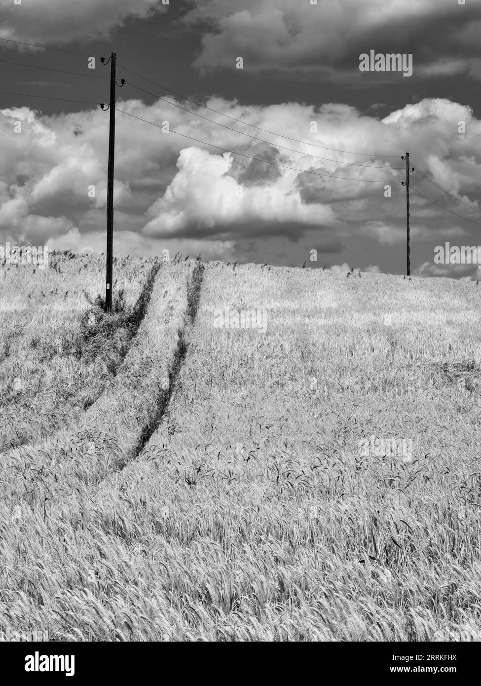 Champ de céréales dans la région de Wittelsbach. Banque D'Images