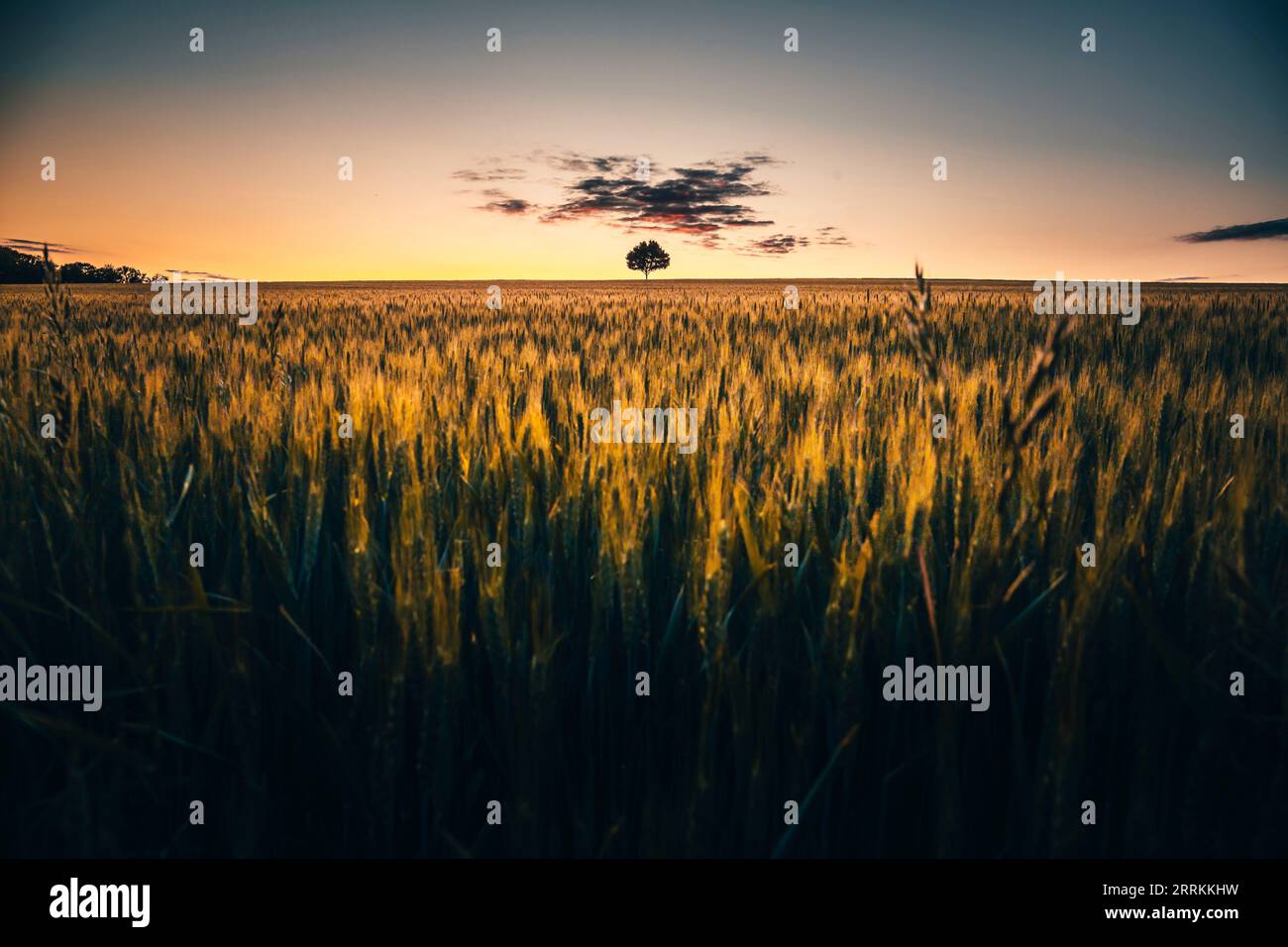 Paysage photographié avec un arbre solitaire dans le champ, beau cliché pour le coucher du soleil Banque D'Images