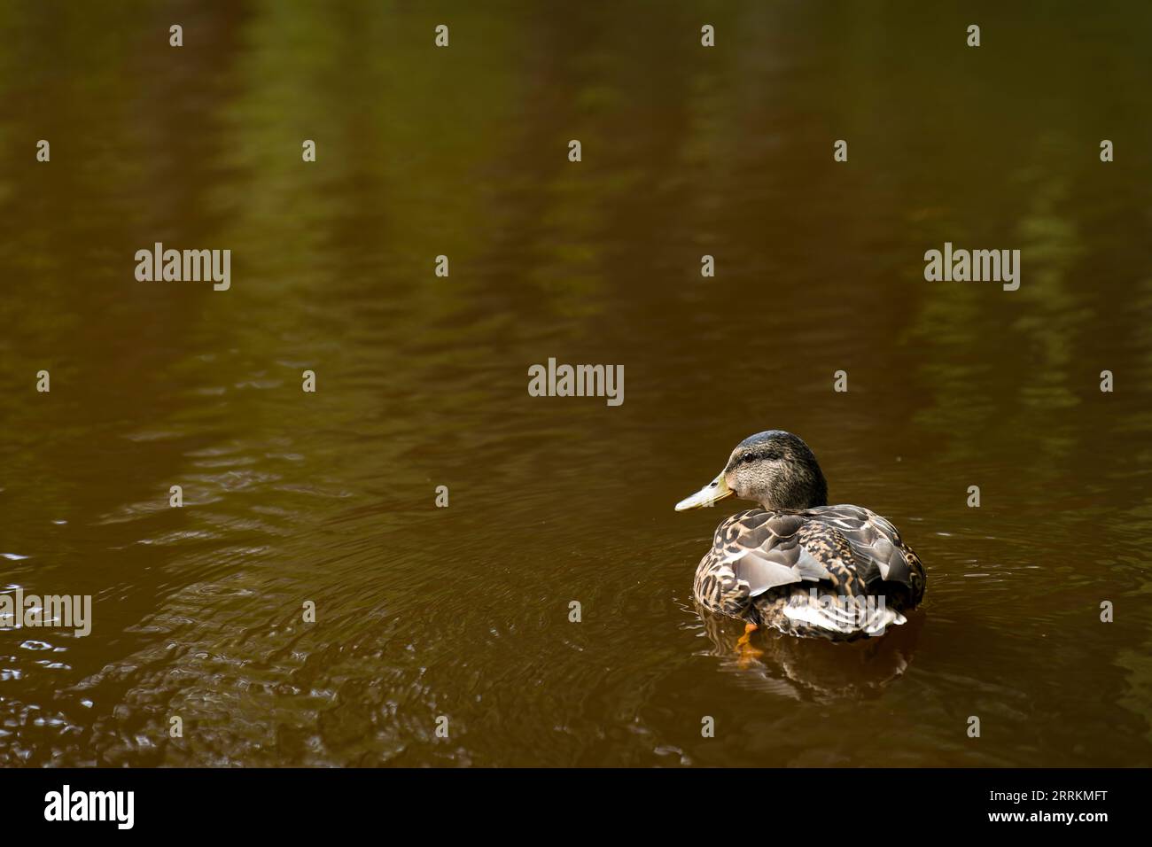 Mallard (Anas platyrhynchos), réserve naturelle de Moosbachtal près de Dahn, parc naturel de Pfälzerwald, réserve de biosphère de Pfälzerwald-Nordvogesen, Allemagne, Rhénanie-Palatinat Banque D'Images