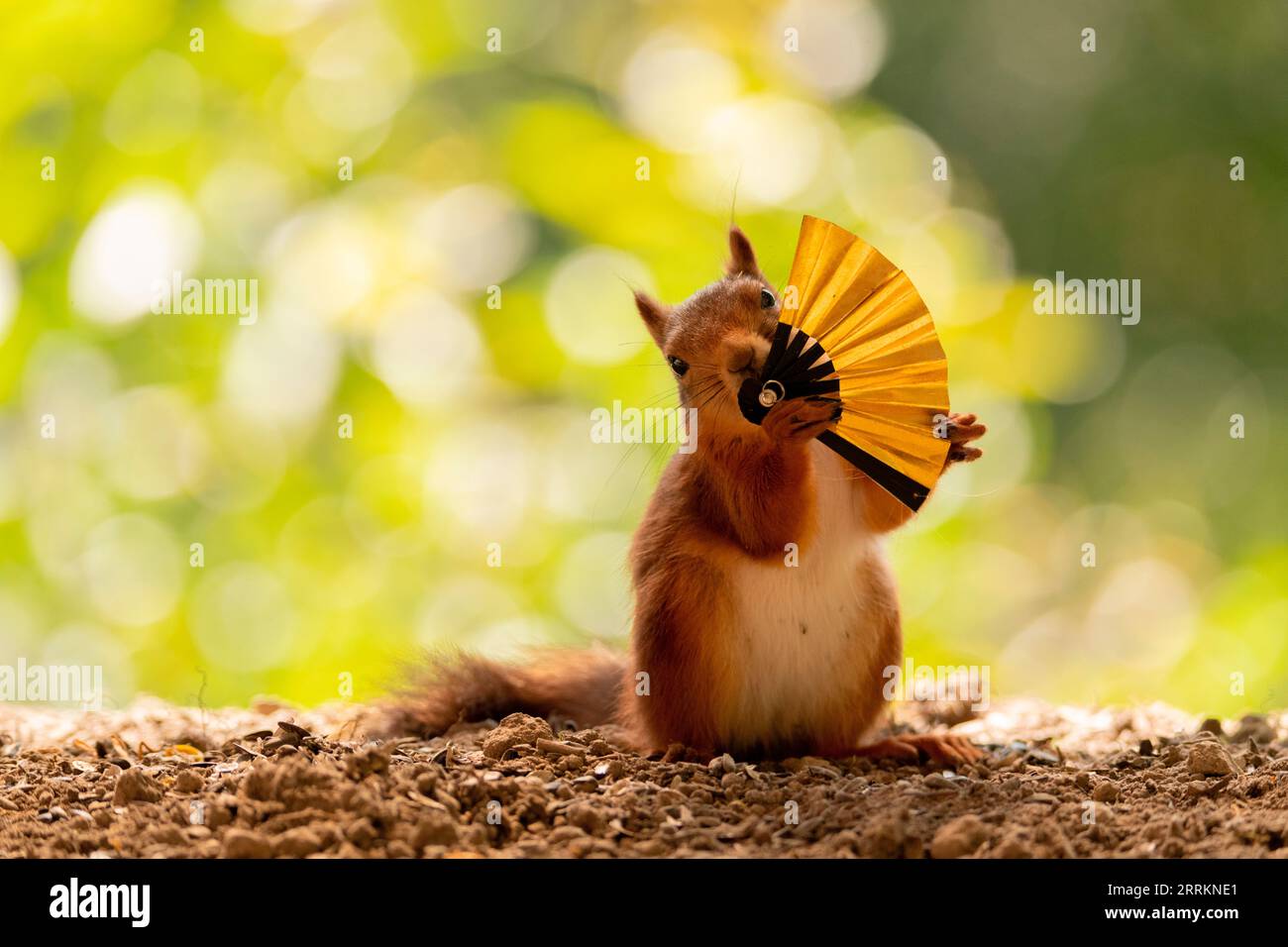 Écureuil rouge avec ventilateur pliable Banque D'Images