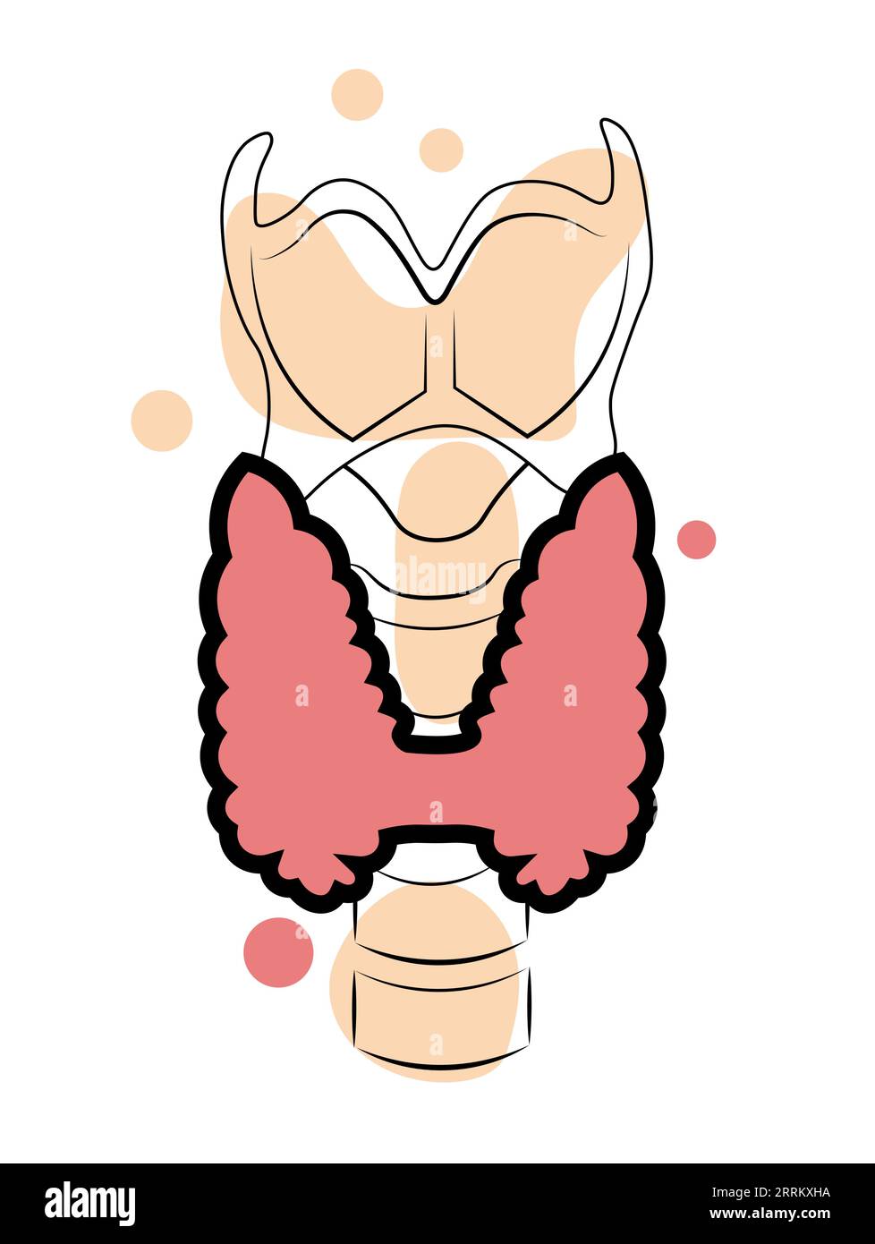 Thyroïde. Illustration vectorielle de style Doodle Illustration de Vecteur