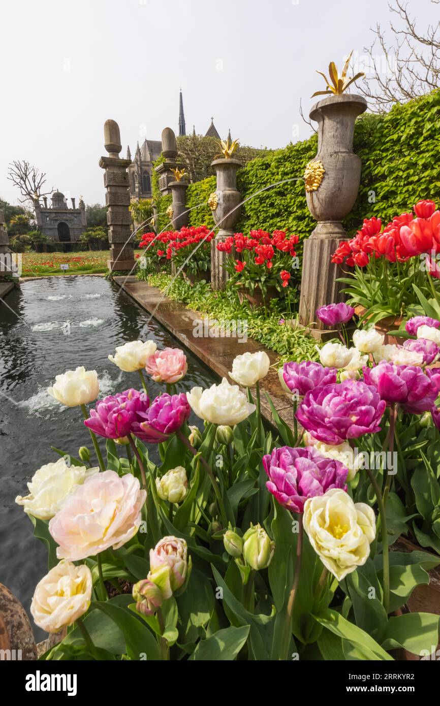 Angleterre, Sussex, West Sussex, Arundel, Château d'Arundel, Les jardins, l'eau et les fontaines avec des tulipes dans Bloom Banque D'Images
