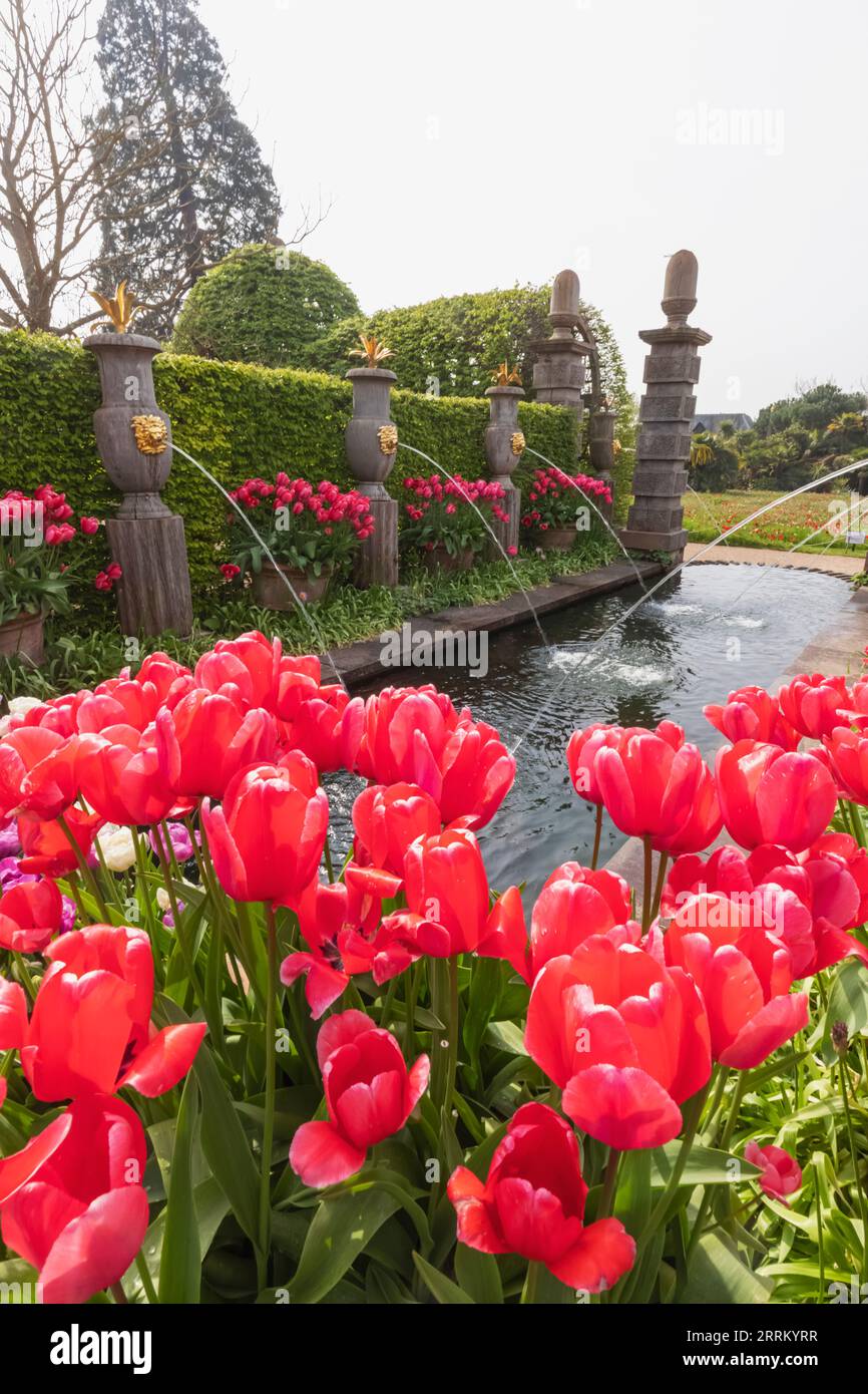Angleterre, Sussex, West Sussex, Arundel, Château d'Arundel, Les jardins, l'eau et les fontaines avec des tulipes dans Bloom Banque D'Images