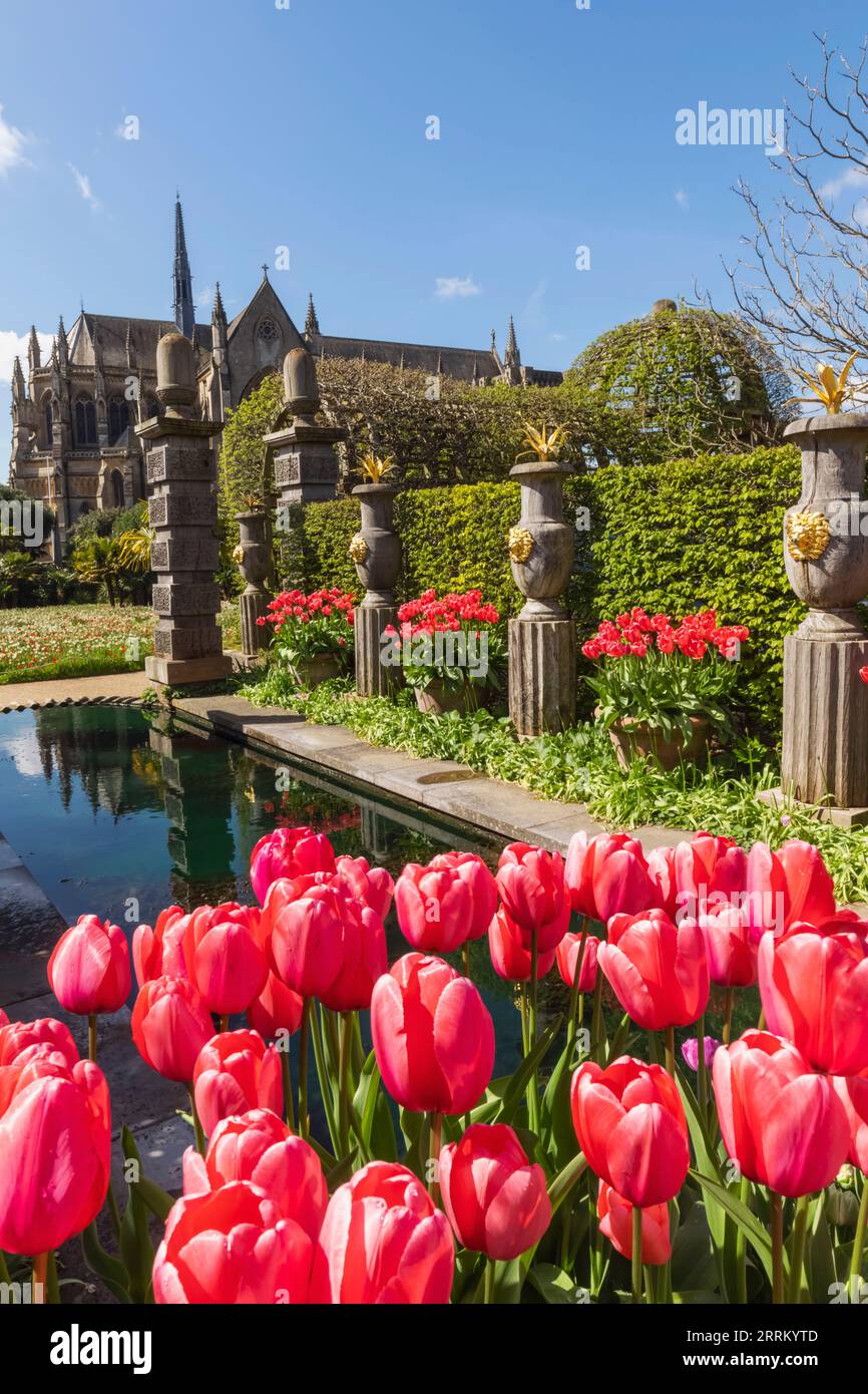 Angleterre, Sussex, West Sussex, Arundel, Château d'Arundel, Les jardins, l'eau et les fontaines avec des tulipes dans Bloom Banque D'Images