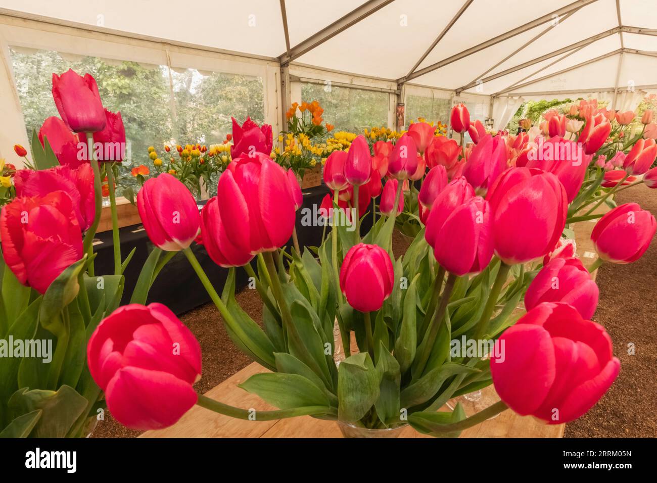 Angleterre, Sussex, East Sussex, Pashley Manor Gardens, festival annuel des roses, exposition de plantes Banque D'Images