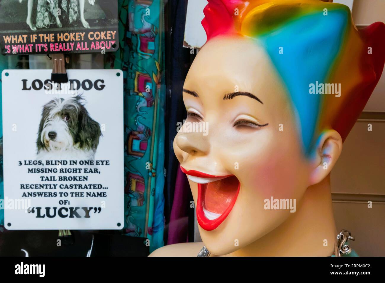 Angleterre, Sussex, East Sussex, Hastings, la vieille ville, Funny Lost Dog Sign In Shop Window Banque D'Images