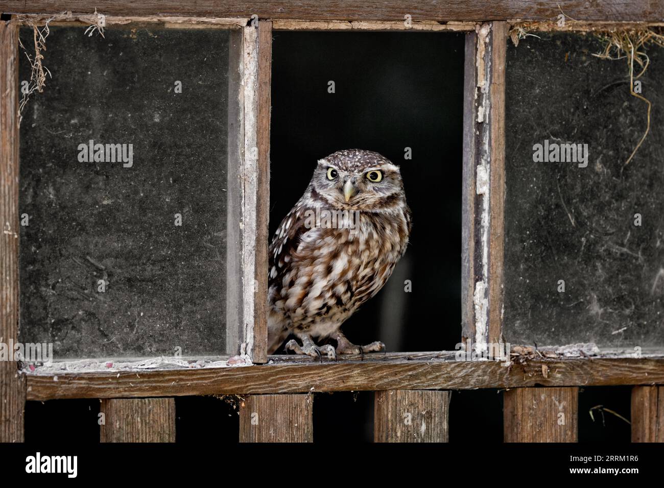 Little Owl, faune au Royaume-Uni. Un petit hibou regardant la caméra. Oiseau de proie camouflé Banque D'Images