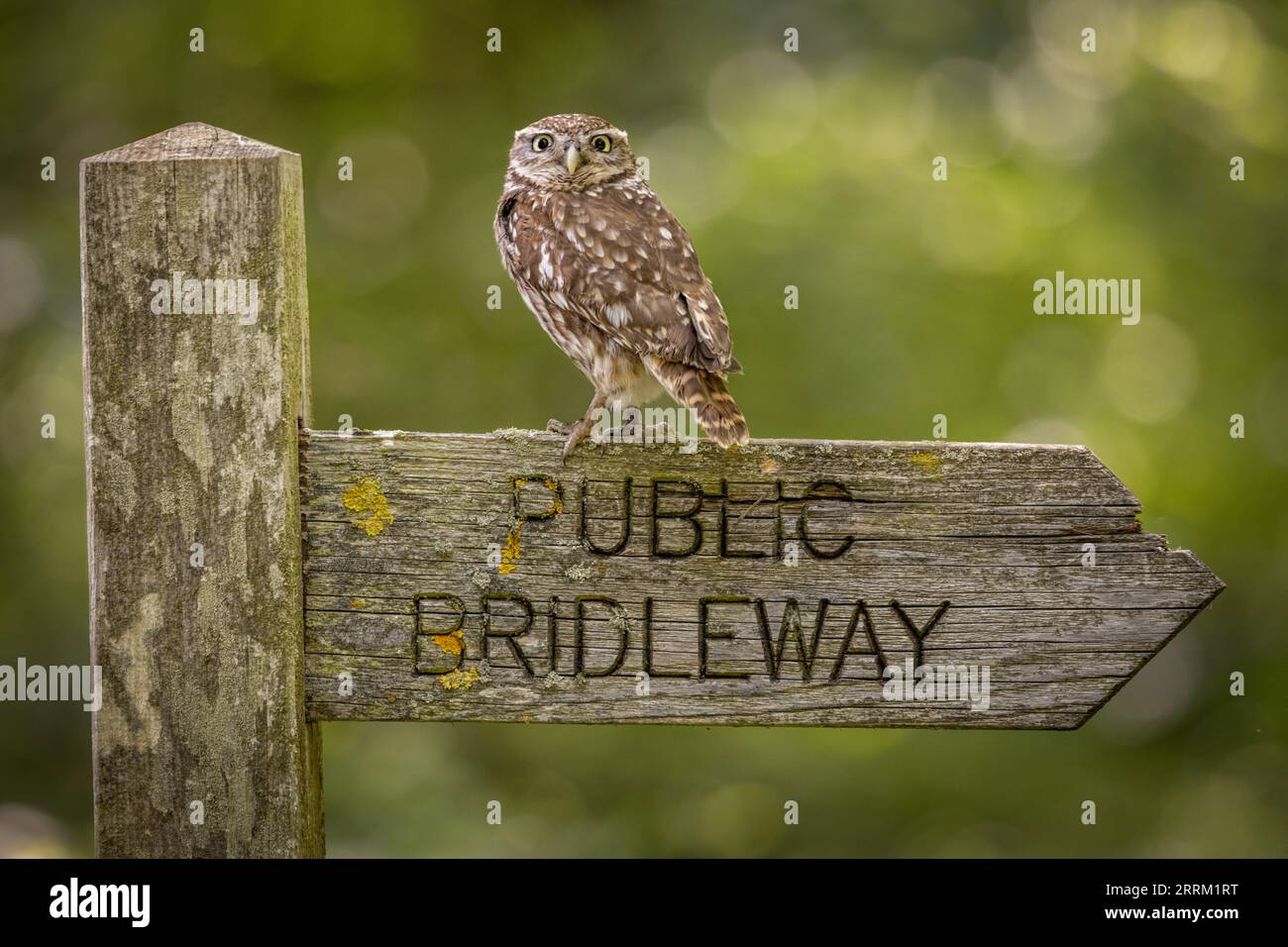 Little Owl, faune au Royaume-Uni. Un petit hibou regardant la caméra. Oiseau de proie camouflé Banque D'Images