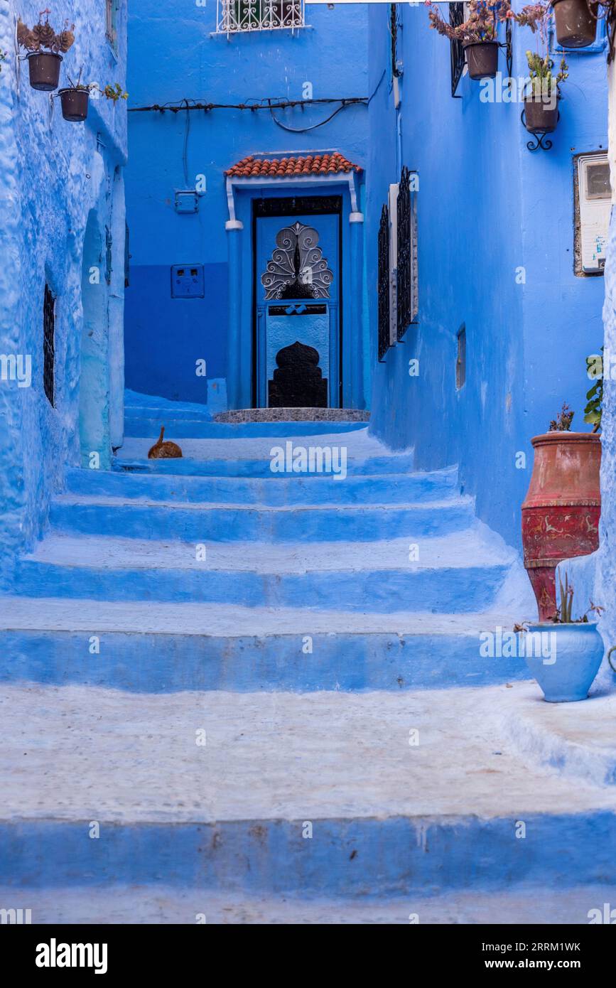 Porte en bois bleu vif dans le centre-ville de Chefchaouen, au Maroc Banque D'Images