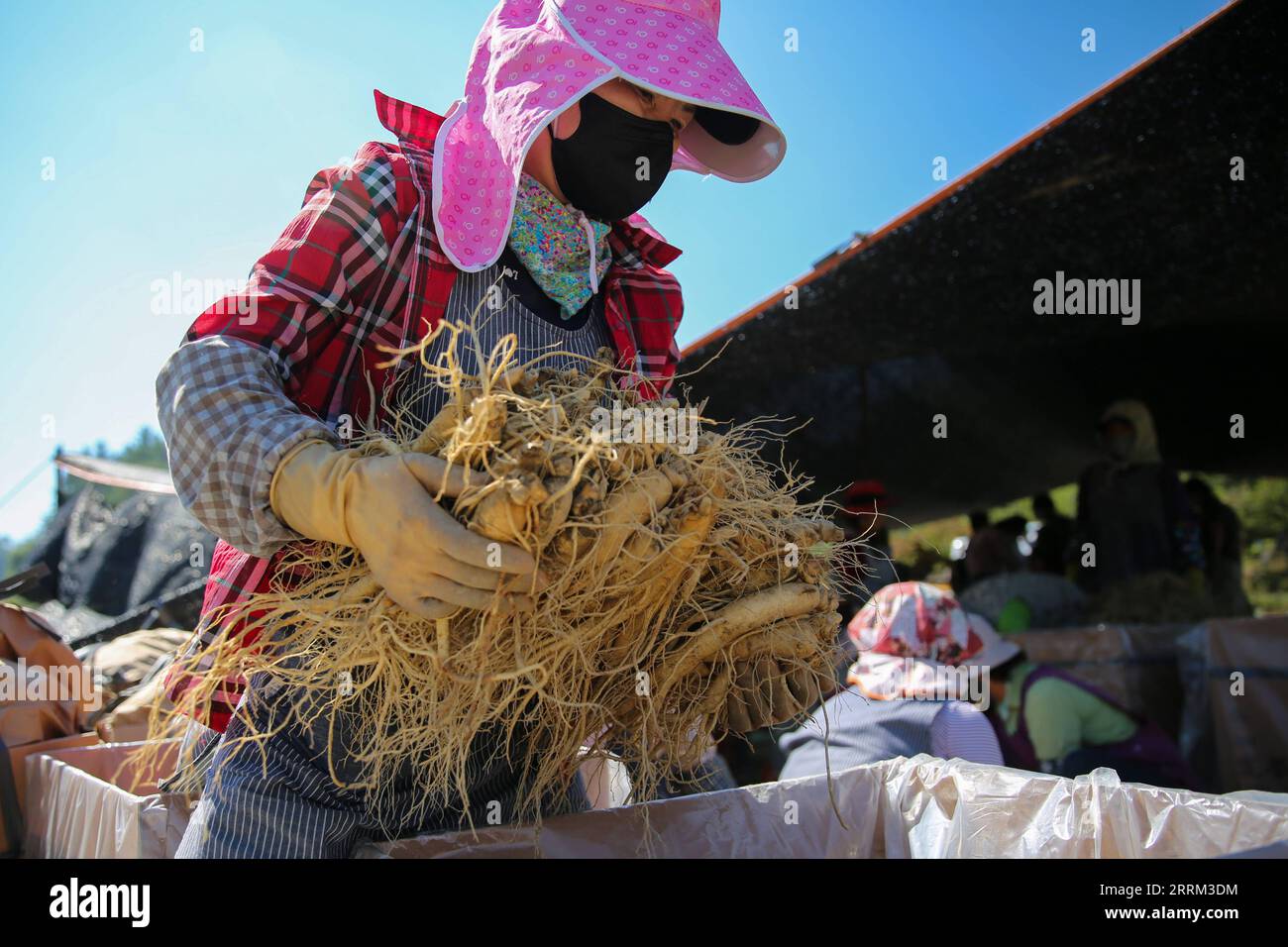 220930 -- YEONGJU, le 30 septembre 2022 -- Un agriculteur emballe du ginseng dans un champ de ginseng à Punggi, dans la ville de Yeongju, en Corée du Sud, le 30 septembre 2022. CORÉE DU SUD-YEONGJU-PUNGGI INDUSTRIE DU GINSENG WANGXYILIANG PUBLICATIONXNOTXINXCHN Banque D'Images