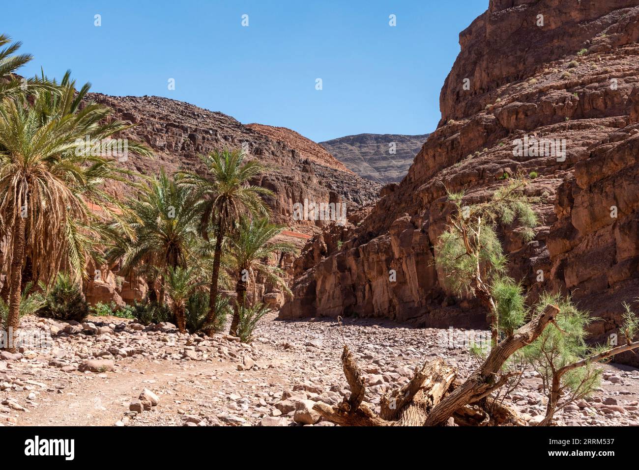 Randonnée dans le magnifique paysage de la vallée du Draa près du village de Tizgui, au Maroc Banque D'Images