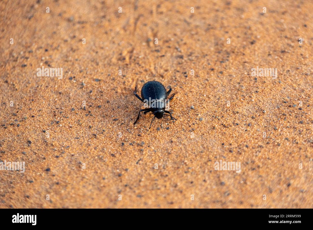 Un scarabée noir dans le désert d'Erg Chebbi au Maroc Banque D'Images