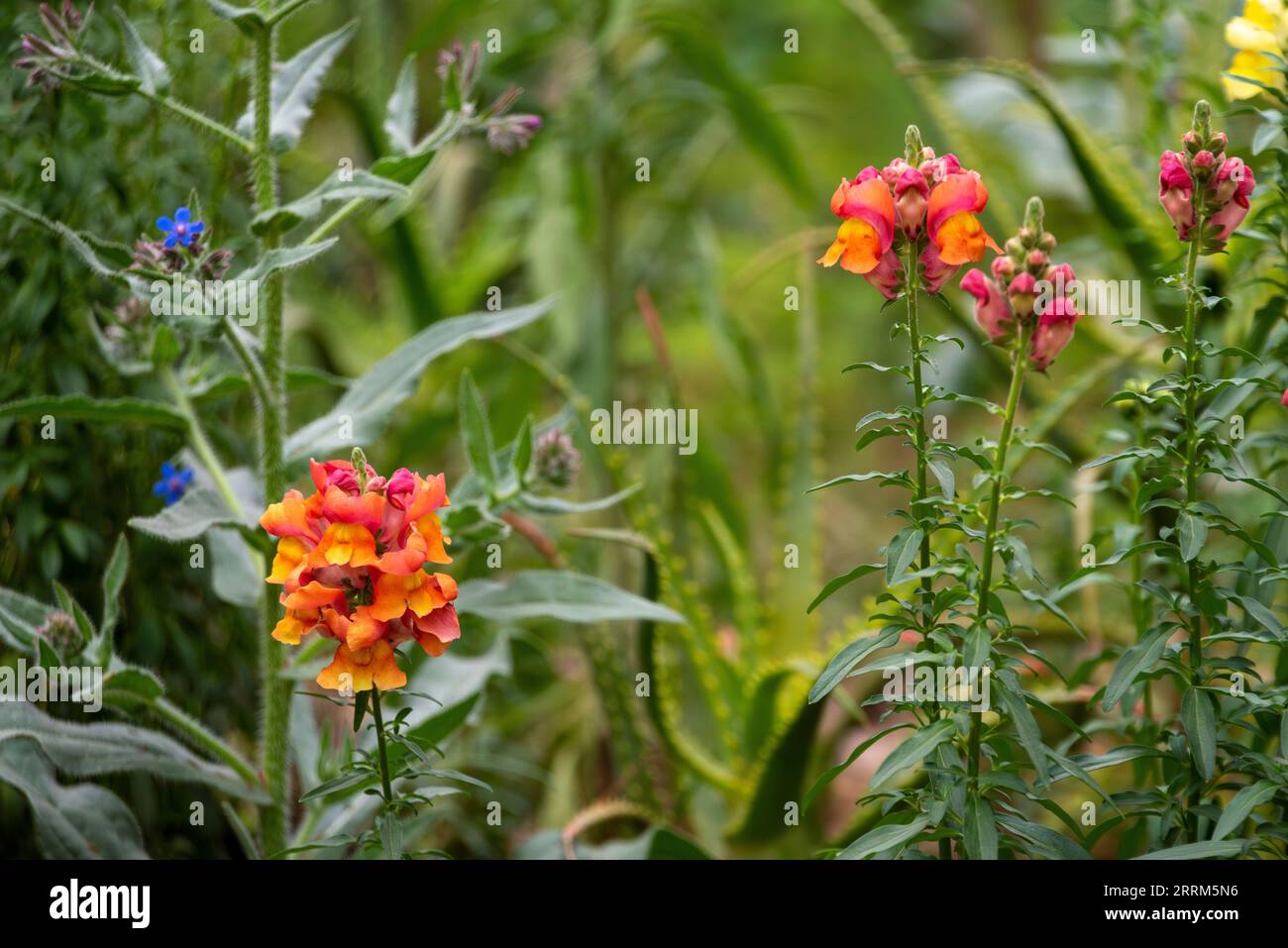 Beurre et oeufs fleurs, Linaria vulgaris, dans un parc à Fès, Maroc Banque D'Images