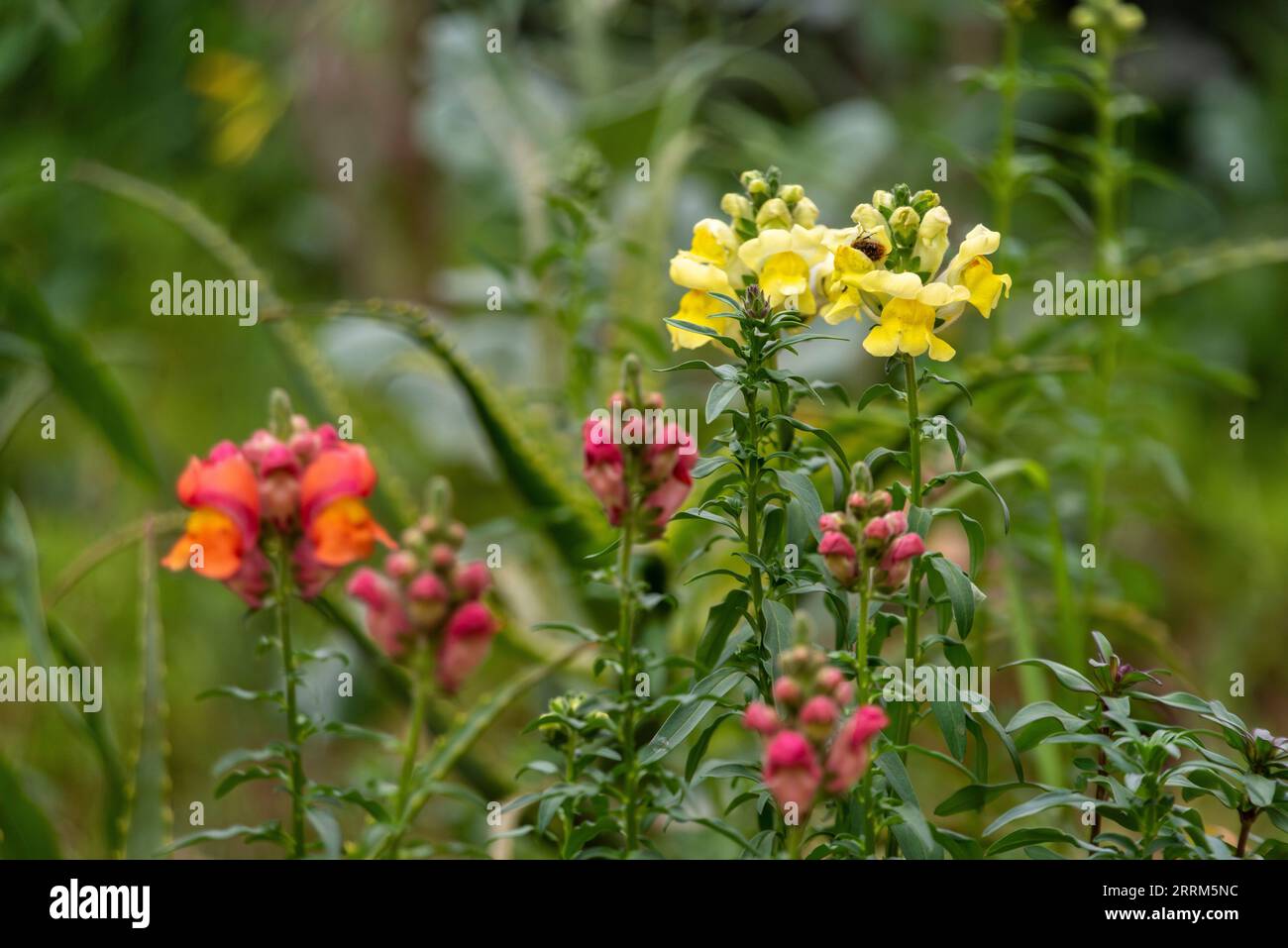 Beurre et oeufs fleurs, Linaria vulgaris, dans un parc à Fès, Maroc Banque D'Images