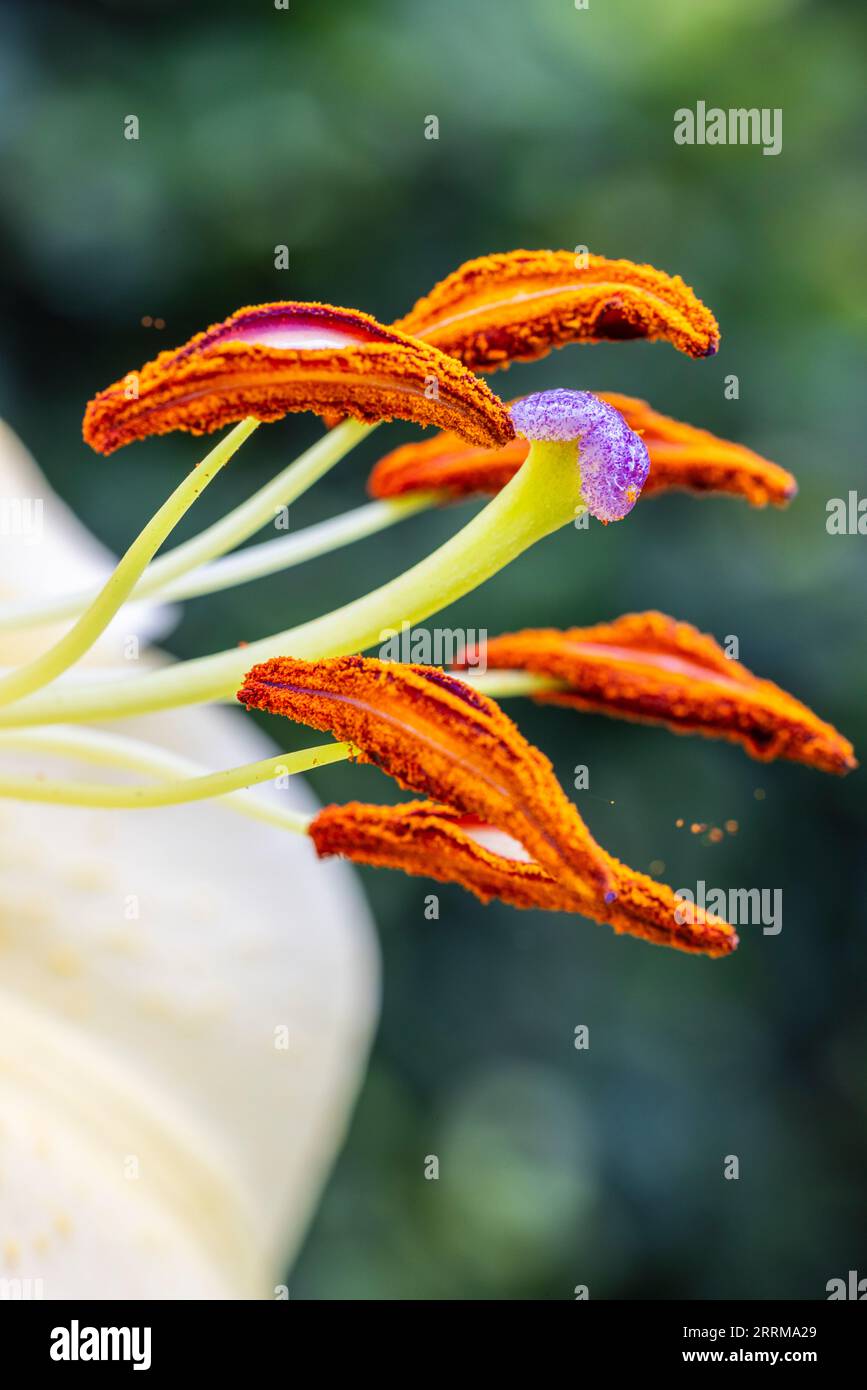 Gros plan du beau lys de jardin (Lilium), l'une des fleurs les plus élégantes au monde Banque D'Images
