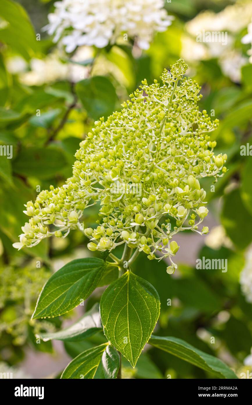 Panicule florale hortensia 'Grandiflora' (Hydrangea paniculata) dans le jardin Banque D'Images