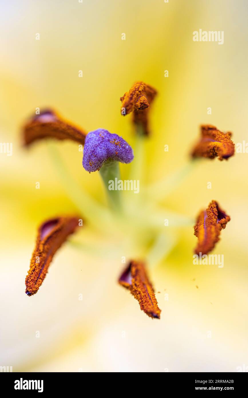 Gros plan du beau lys de jardin (Lilium), l'une des fleurs les plus élégantes au monde Banque D'Images