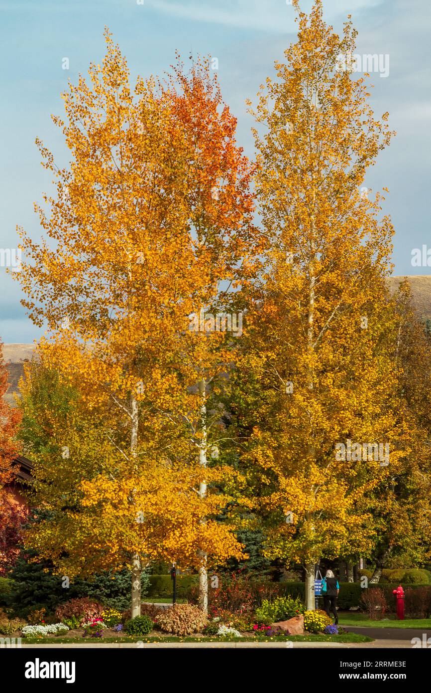 De beaux arbres de tremble jaune et orange fournissent une couleur d'automne dramatique pour les touristes dans la populaire Sun Valley, Idaho, États-Unis. Banque D'Images