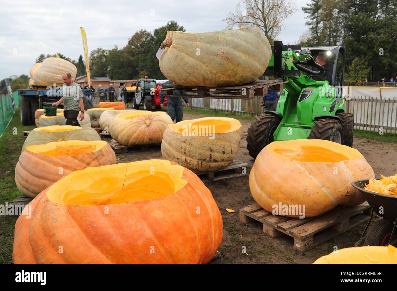 221024 -- KASTERLEE, le 24 octobre 2022 -- un membre du personnel transporte des bateaux à citrouilles dans le village de Lichtaart de Kasterlee, Belgique, le 23 octobre 2022. La 13e édition de la régate de citrouilles est une compétition de kayak en Belgique, attirant les participants à s’asseoir et à concourir dans de grandes citrouilles creuses. Selon les organisateurs locaux, le poids de chaque citrouille transformée en bateau pouvait atteindre des centaines de kilogrammes. BELGIQUE-KASTERLEE-CITROUILLE REGATTA ZhengxHuansong PUBLICATIONxNOTxINxCHN Banque D'Images